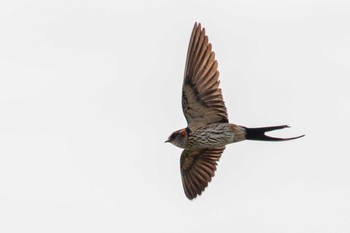 Red-rumped Swallow 京都府木津川市 Sun, 6/20/2021