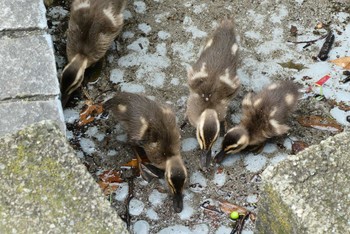 2021年6月20日(日) 東京都の野鳥観察記録