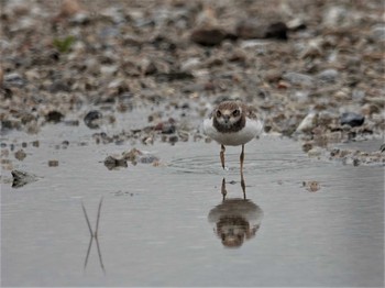 2021年6月18日(金) 愛知県豊明市の野鳥観察記録