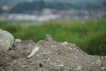 Sun, 6/20/2021 Birding report at 潟ノ内(島根県松江市)