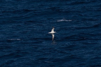 Streaked Shearwater 城ヶ島 Wed, 3/22/2017