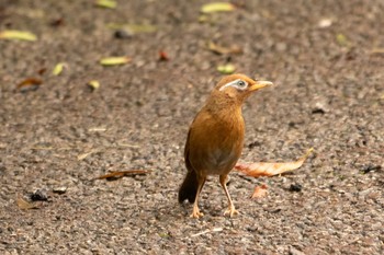 2021年6月19日(土) 薬師池公園の野鳥観察記録