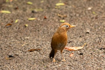 ガビチョウ 薬師池公園 2021年6月19日(土)