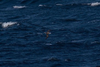 Streaked Shearwater 城ヶ島 Wed, 3/22/2017