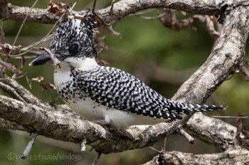 Crested Kingfisher 平成榛原子供のもり公園 Sun, 4/18/2021