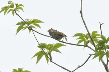 ウグイス みなくち子どもの森 2021年6月20日(日)