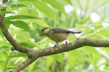 ヤマガラ みなくち子どもの森 2021年6月20日(日)