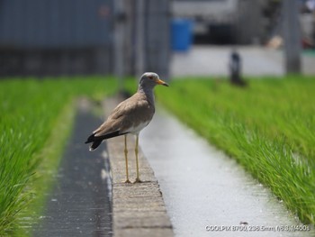 Grey-headed Lapwing 池島 Sun, 6/20/2021