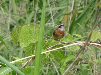 Meadow Bunting 奈良山公園 Sun, 6/20/2021