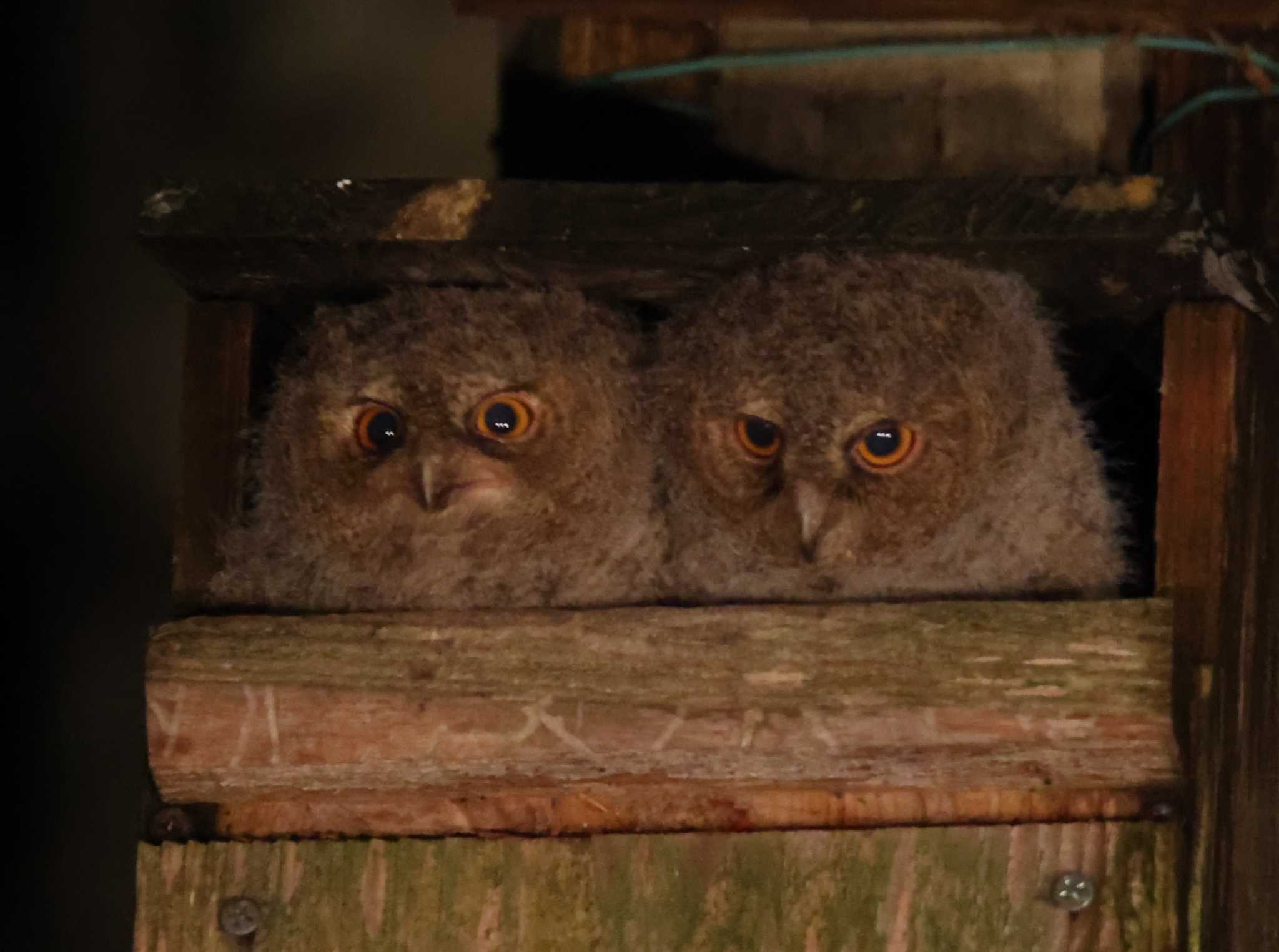 オオコノハズクのヒナ by Hokkaido.univ