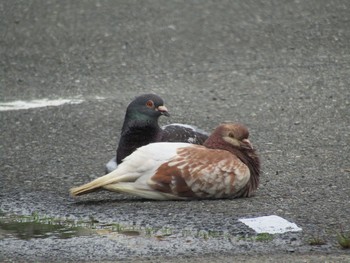 Rock Dove 桜井市 Sun, 6/20/2021