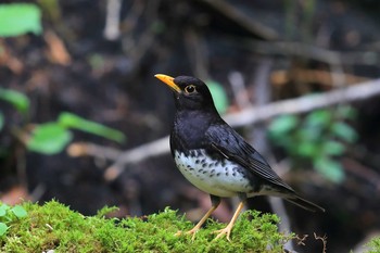 クロツグミ 場所が不明 2021年6月12日(土)