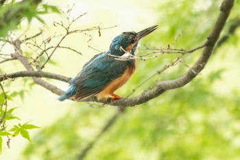 カワセミ 薬師池公園 2021年6月19日(土)