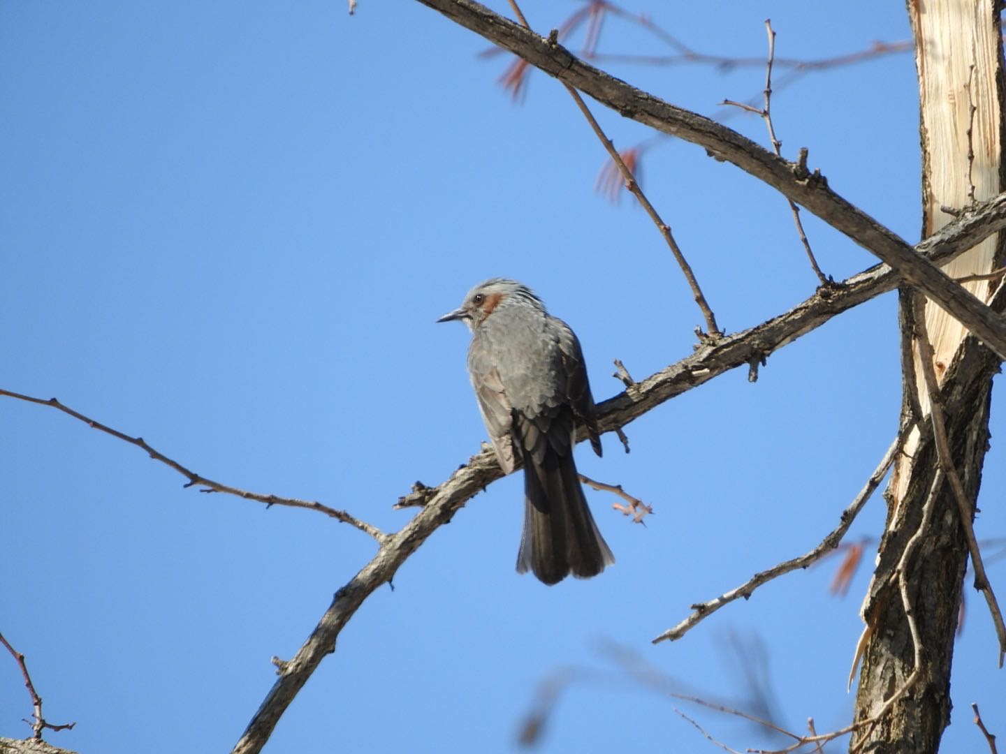 Brown-eared Bulbul