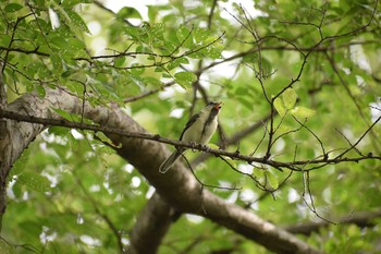 シジュウカラ 久宝寺緑地 2021年6月20日(日)