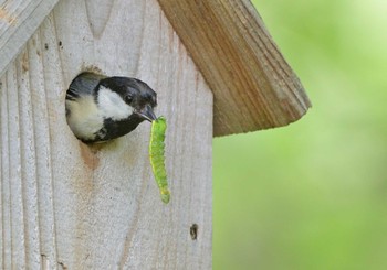 Sun, 6/20/2021 Birding report at 西湖野鳥の森公園