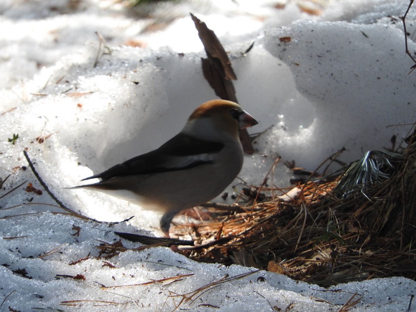 Hawfinch