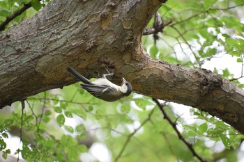 Japanese Tit 久宝寺緑地公園 Sun, 6/20/2021