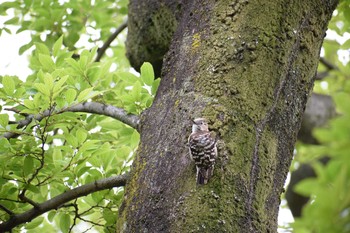 Japanese Pygmy Woodpecker 久宝寺緑地公園 Sun, 6/6/2021