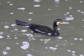 Great Cormorant 夙川河川敷公園 Sun, 5/16/2021