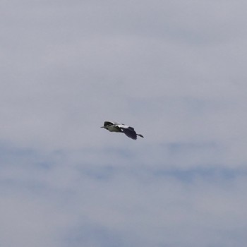 アオサギ 福岡空港 2021年6月20日(日)