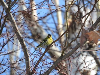 2016年5月6日(金) キトウシ森林公園の野鳥観察記録