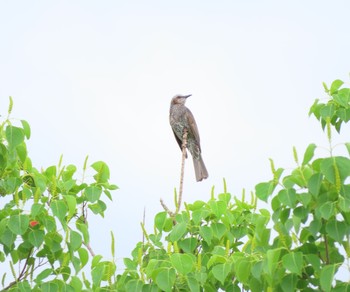 ヒヨドリ 葛西臨海公園 2021年6月20日(日)