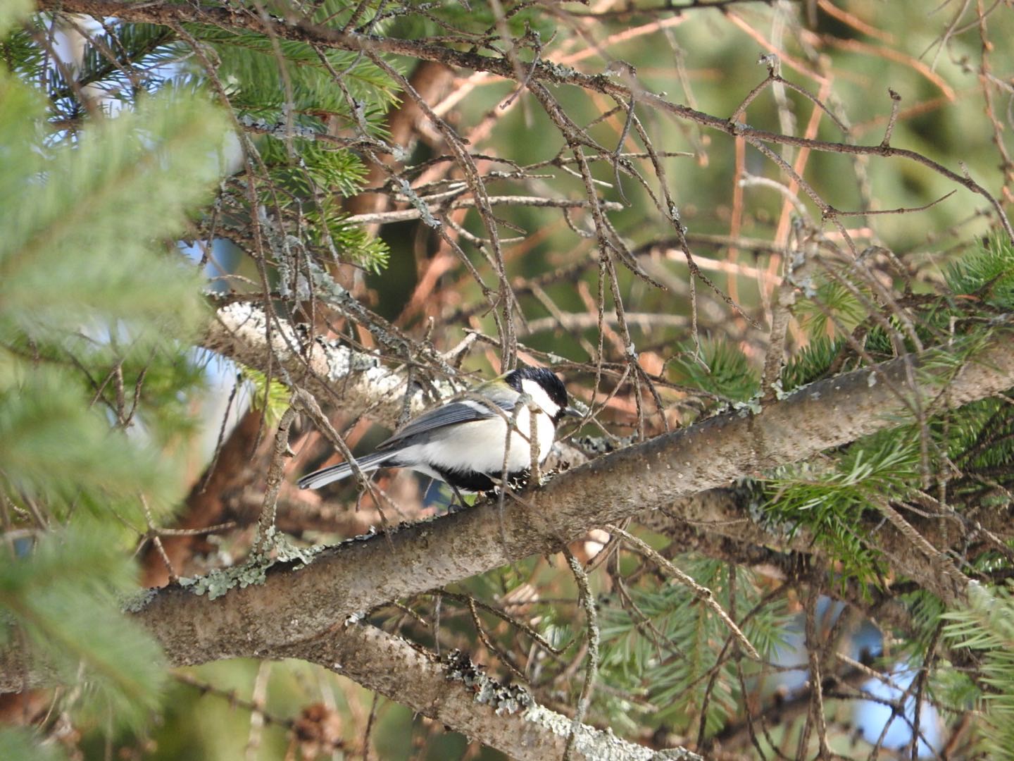 シジュウカラ