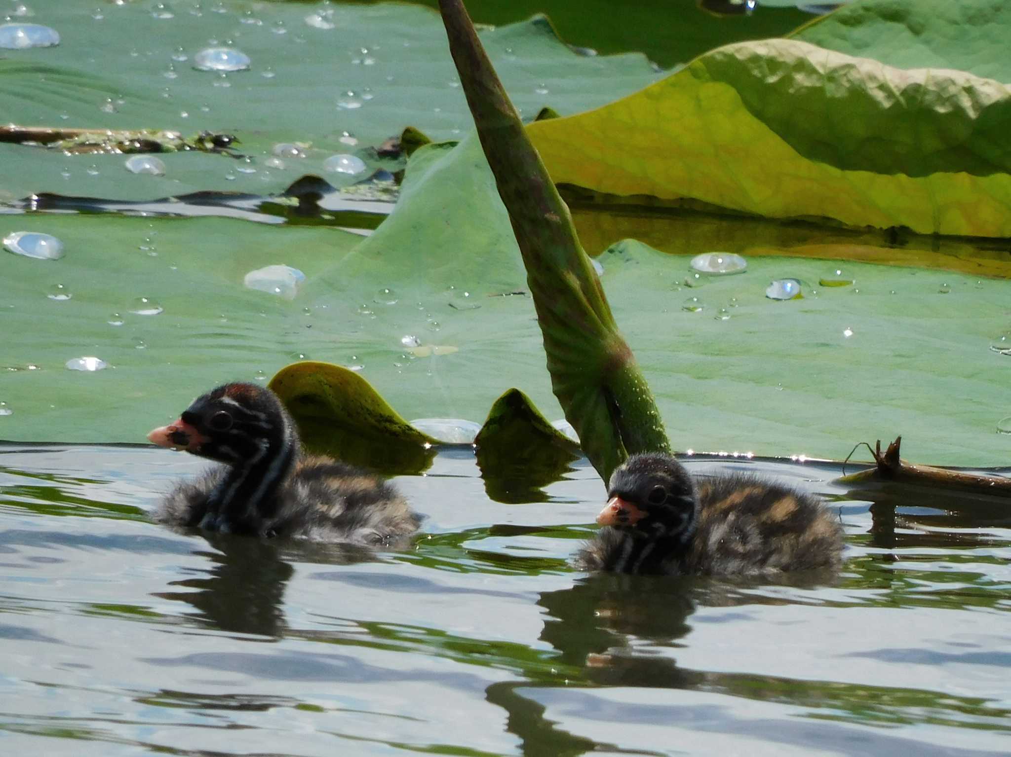 伊佐沼 カイツブリの写真 by ウタさんぽ