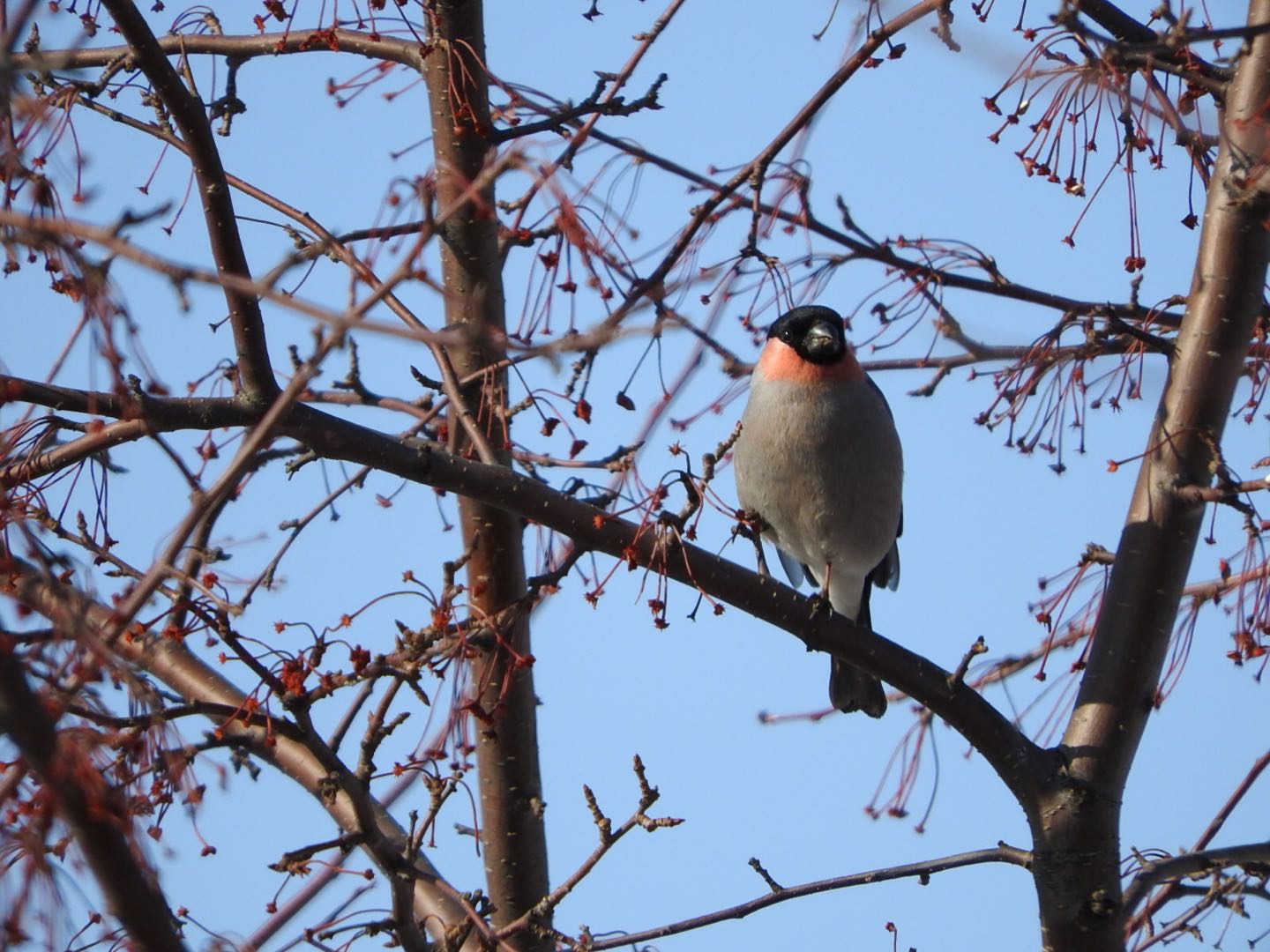 Eurasian Bullfinch