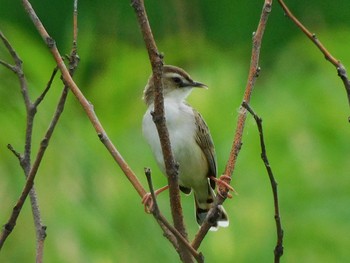 セッカ 秋ヶ瀬公園付近 2021年6月20日(日)