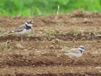 2021年6月20日(日) 平塚田んぼの野鳥観察記録