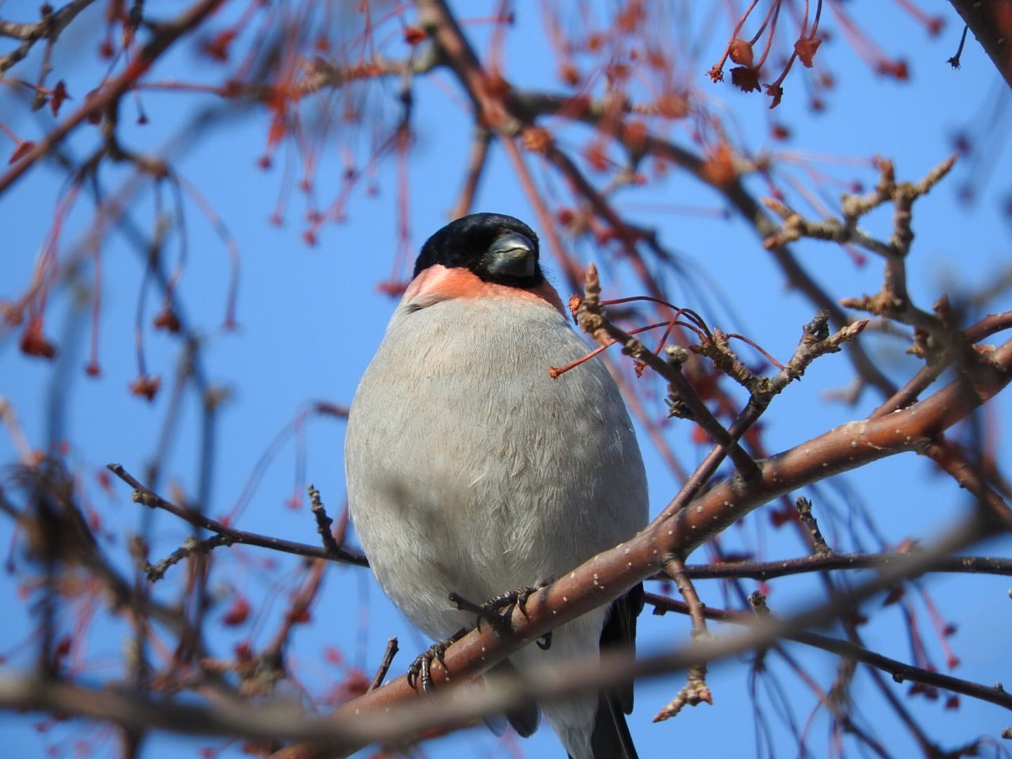 Eurasian Bullfinch