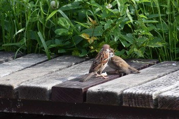 Eurasian Tree Sparrow 久宝寺緑地公園 Sat, 5/15/2021