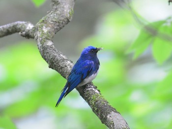 2021年6月3日(木) 檜原都民の森の野鳥観察記録