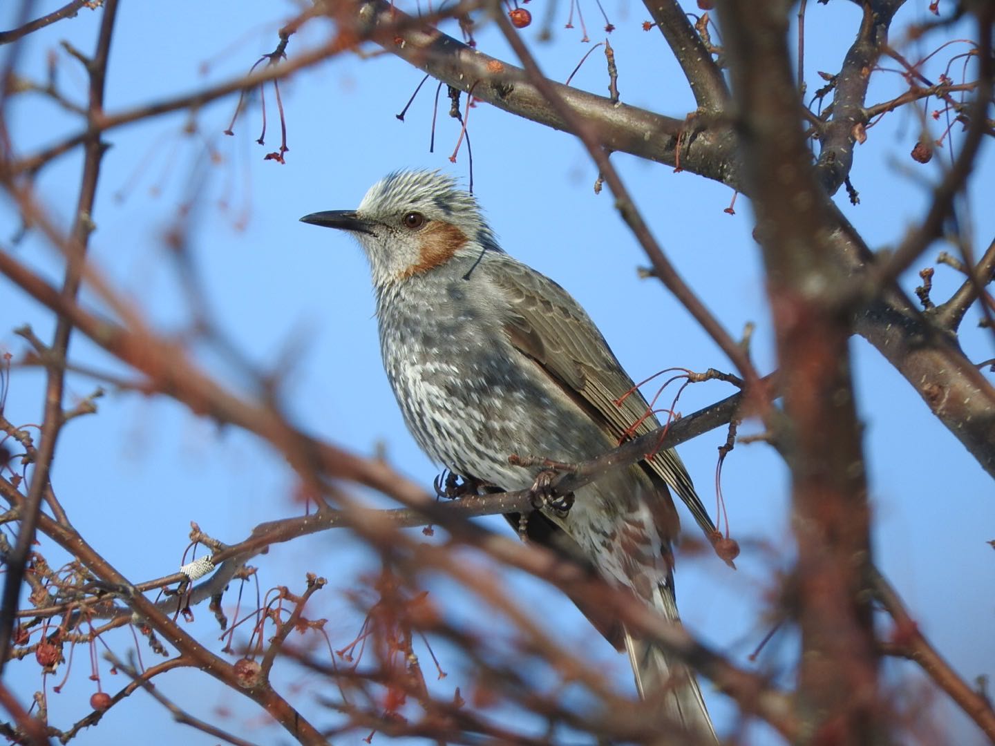 Brown-eared Bulbul