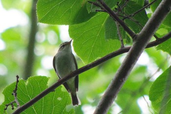 センダイムシクイ 宮城沢林道(札幌市西区) 2021年6月20日(日)