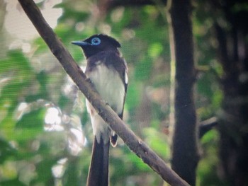 Black Paradise Flycatcher 春日山原始林 Sun, 6/20/2021