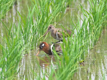 Sun, 6/20/2021 Birding report at 明石市