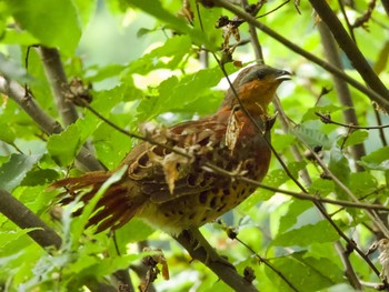 2021年6月20日(日) 八王子城跡の野鳥観察記録