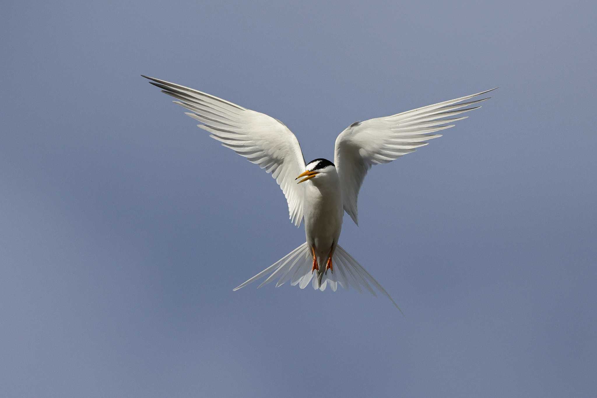 Photo of Little Tern at 豊明市 by toshi