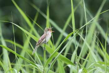 オオヨシキリ 大久保農耕地 2021年6月20日(日)