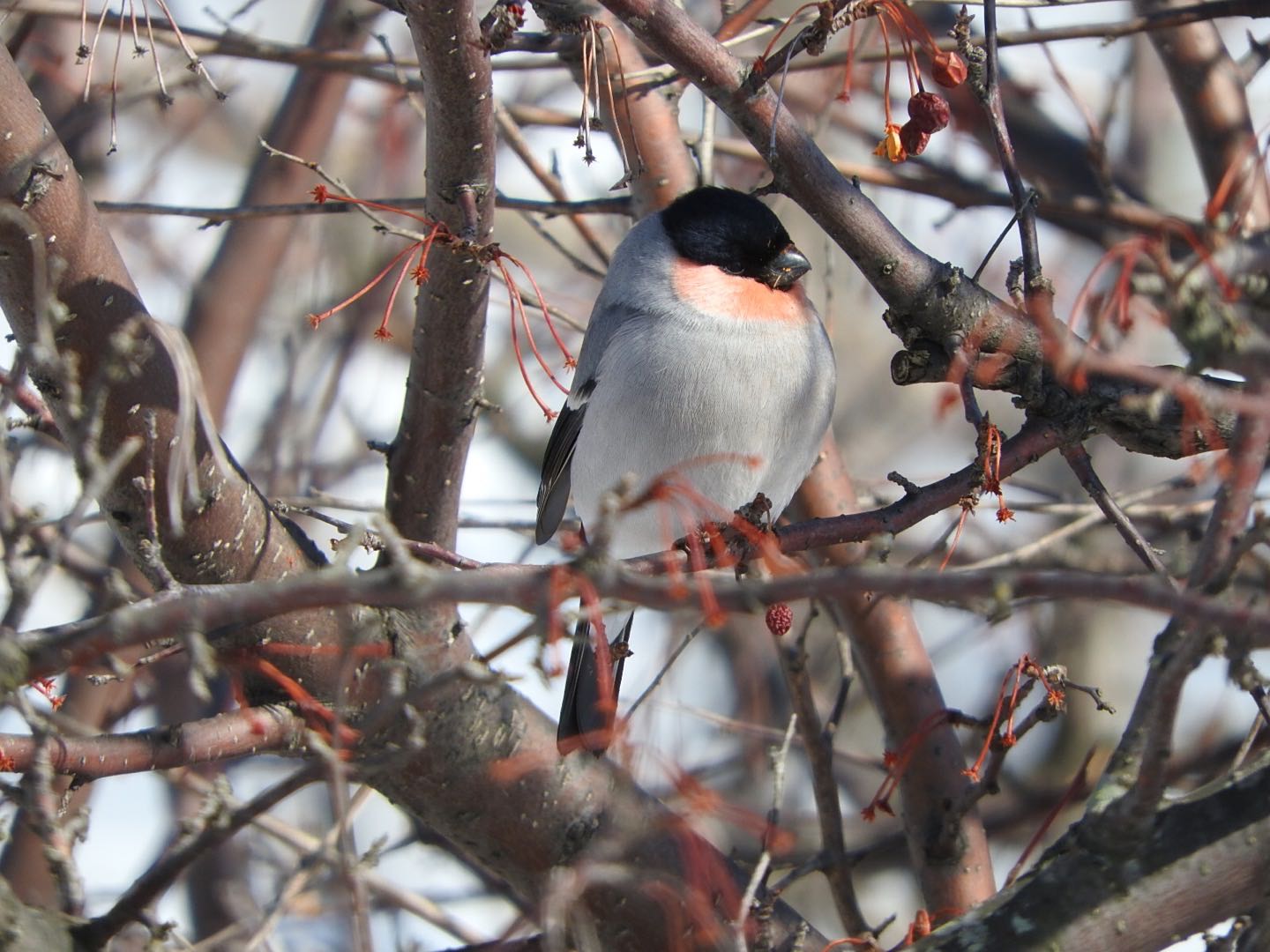 Eurasian Bullfinch