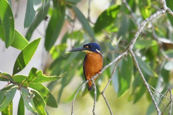 Sat, 10/19/2019 Birding report at Lake Field National Park