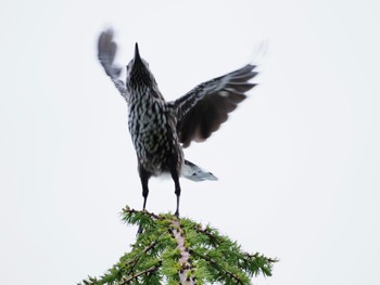 2021年6月20日(日) 奥庭荘(富士山)の野鳥観察記録