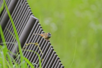 ホオジロ 城山湖 2021年6月20日(日)