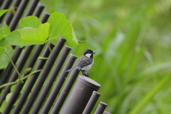 シジュウカラ 城山湖 2021年6月20日(日)