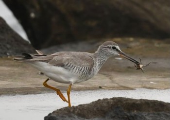 キアシシギ 葛西臨海公園 2021年5月22日(土)