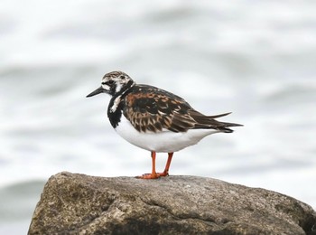 キョウジョシギ 葛西臨海公園 2021年5月22日(土)