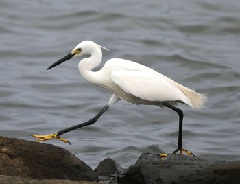 コサギ 葛西臨海公園 2021年5月22日(土)